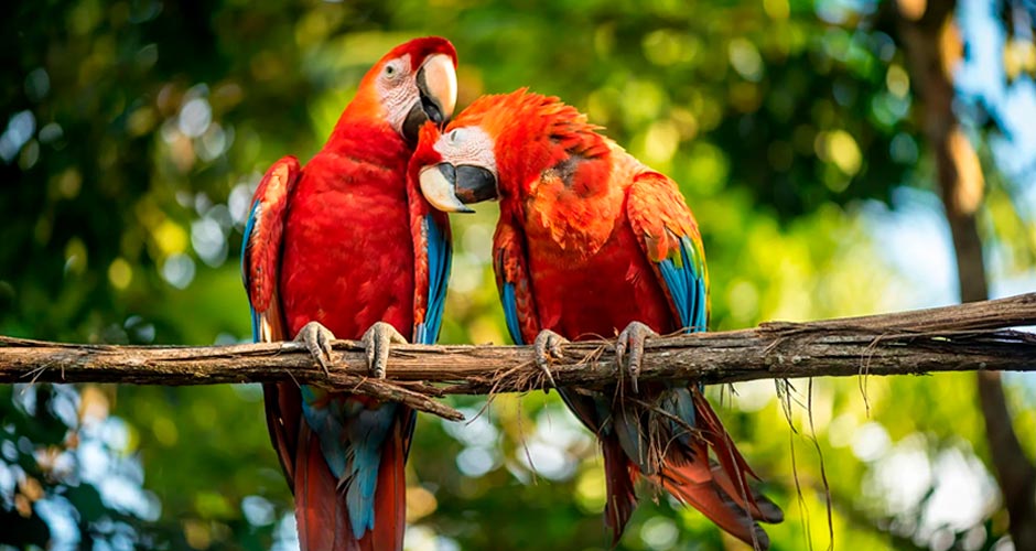 Tours en la Selva Amazónica de Perú: Un Viaje a la Biodiversidad